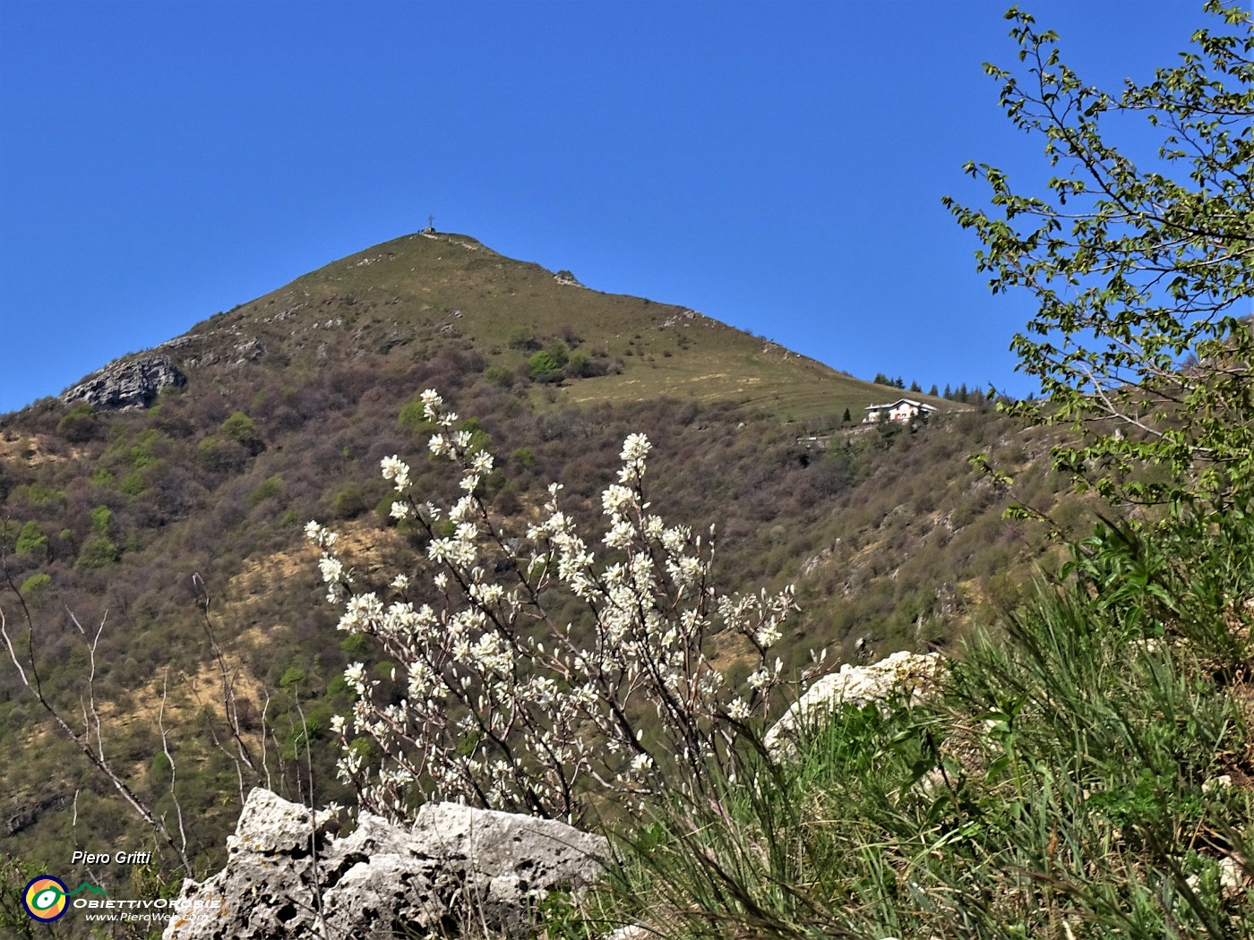 44 Amelanchier ovalis (Pero corvino) con vista sul Monte Cornizzolo.JPG
